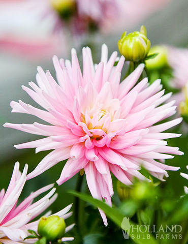 Park Princess Border Dahlia 