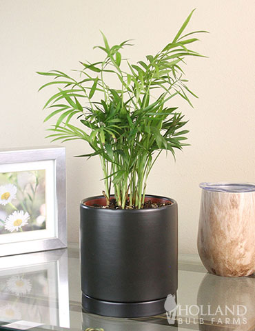 Parlor Palm Houseplant 