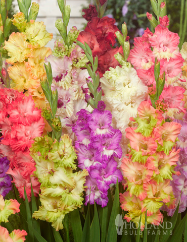 Parrot Gladiolus Mixture 