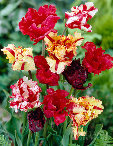 Parrot Tulip Mix 