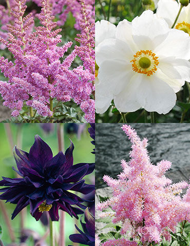 Part Sun Perennial Garden Collection part sun perennials, perennials for sale, bare root perennials, partial shade perennials, perennials for some sun, perennials for some shade, perennials that bloom in summer 