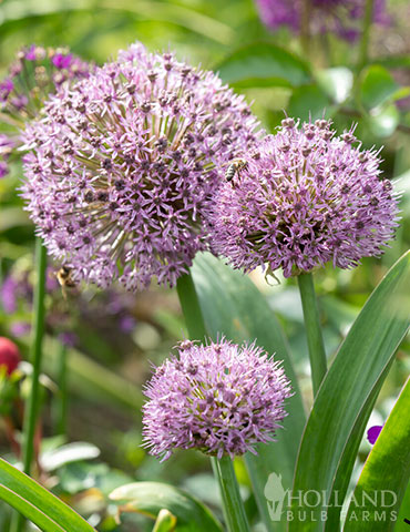 Party Balloons Allium 