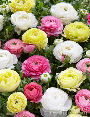 Pastel Mix Tecolote® Ranunculus 