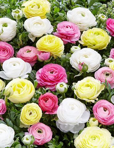 Pastel Peonies Ranunculus Blend