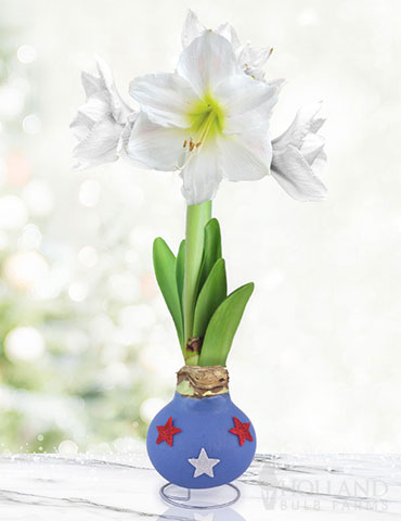 Patriotic Waxed Amaryllis 