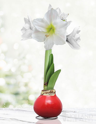 Peace and Love Waxed Amaryllis 