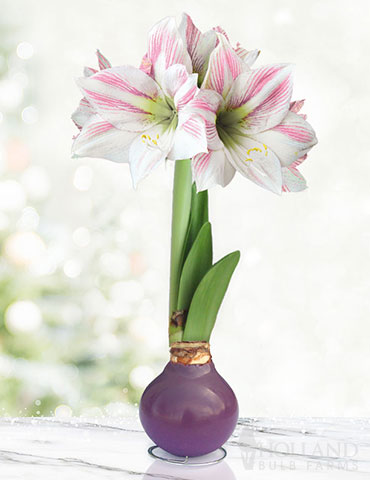 Peaceful Purple Waxed Amaryllis 