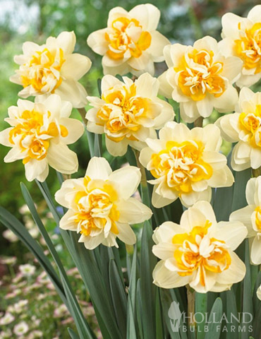 Peach Cobbler Double Daffodil 