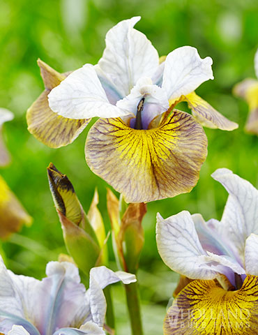 Peacock Butterfly Uncorked Siberian Iris siberian iris, blue iris, yellow iris, peacock uncorked, butterfly iris, Darwin plants, plants that bloom in early summer, perennials for cut flowers