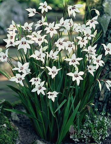 Peacock Orchid or Abyssianian Gladiolus 