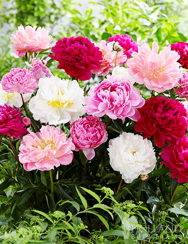 Peony Mix common garden peony, paeonia lactiflora, peonies for sale, double peony, peony bulbs, perennials bulbs, peony for sale, peony double pink, peonies for sale wholesale, 