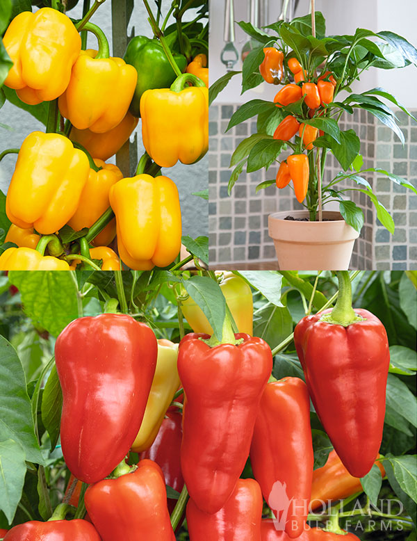 Pepper Sweet Snack Mardi Gras Mix Plant Start 3-Pack