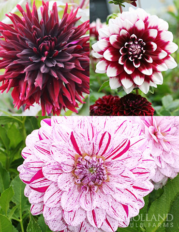 Peppermint Dream Dahlia Collection 