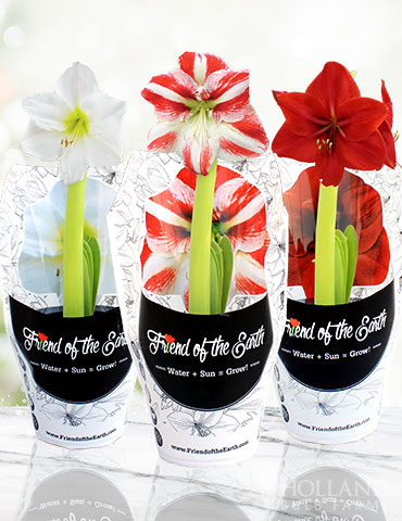 Peppermint Swirl Amaryllis Trio Collection