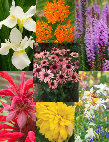 Perennial Butterfly Garden Collection 