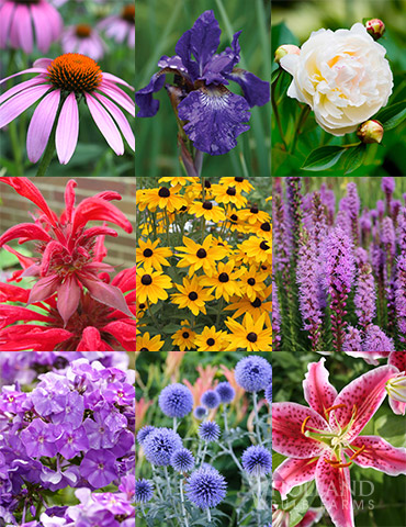 Perennial Cutflower Garden 