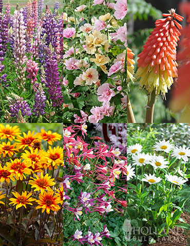 Perennial Flower Bonanza Collection 