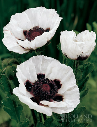 Perrys White Oriental Poppy 