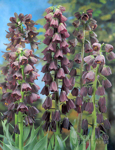 Persica Purple Fritillaria 