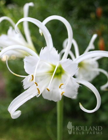 Peruvian Daffodil or Spider Flower 