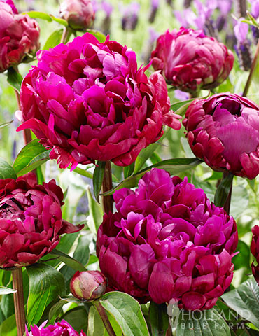 Peter Brand Peony Dark purple peonies, deep maroon peonies, peter brand peony, herbaceaous peonies, double peonies, peony lactifloria peter brand, bare root peonies