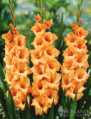 Peter Pears Gladiolus 