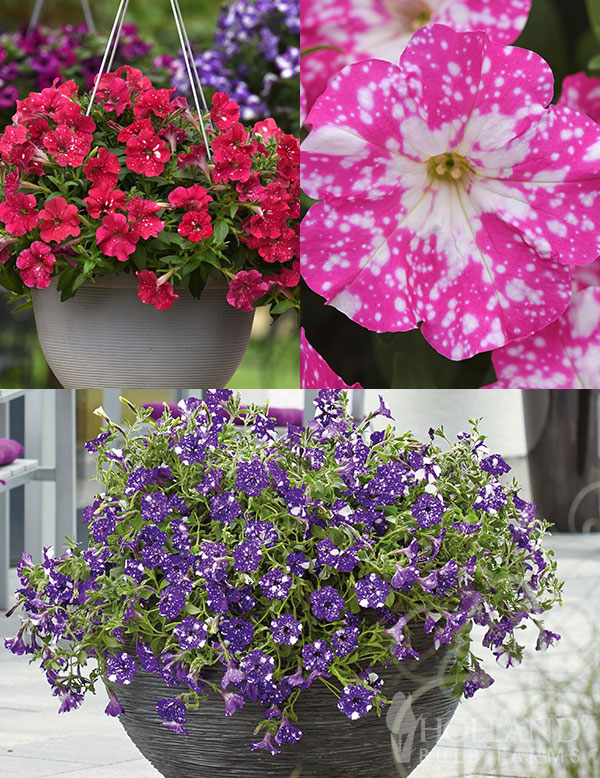 Petunias Headliner™ Sky Mix Plant Start 9-Pack