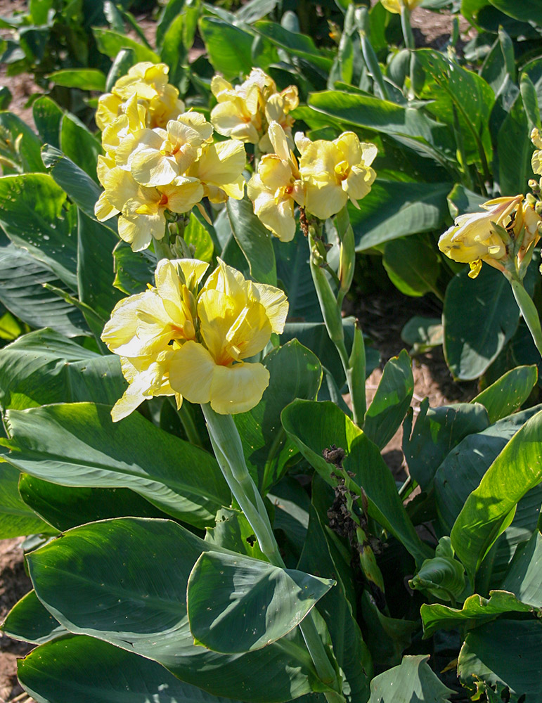 Pfitzers Primrose Yellow Dwarf Canna 