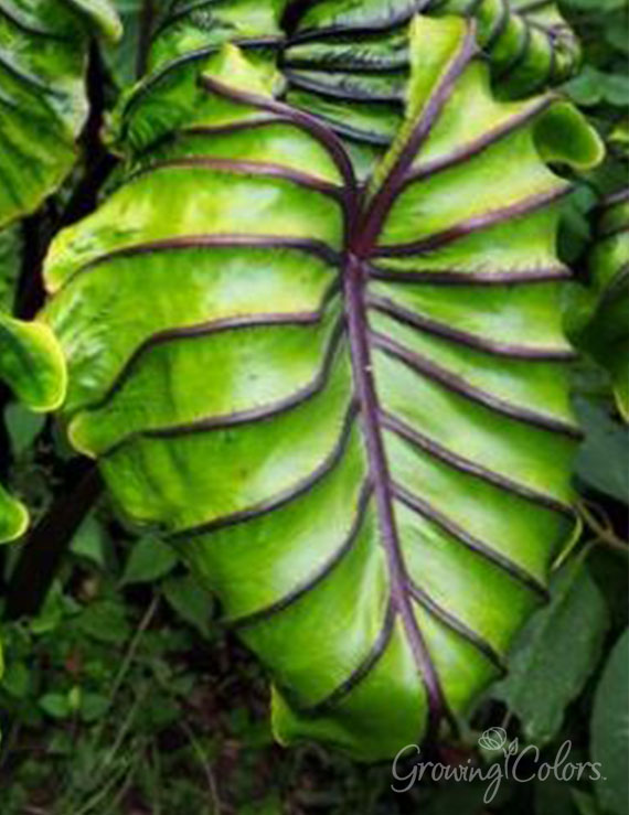 Pharaohs Mask™ Pre-Potted Elephant Ear