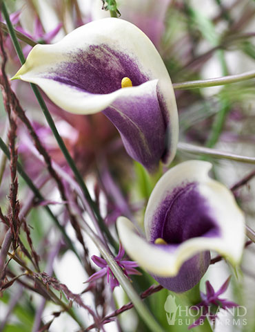 Picasso Calla Lily 