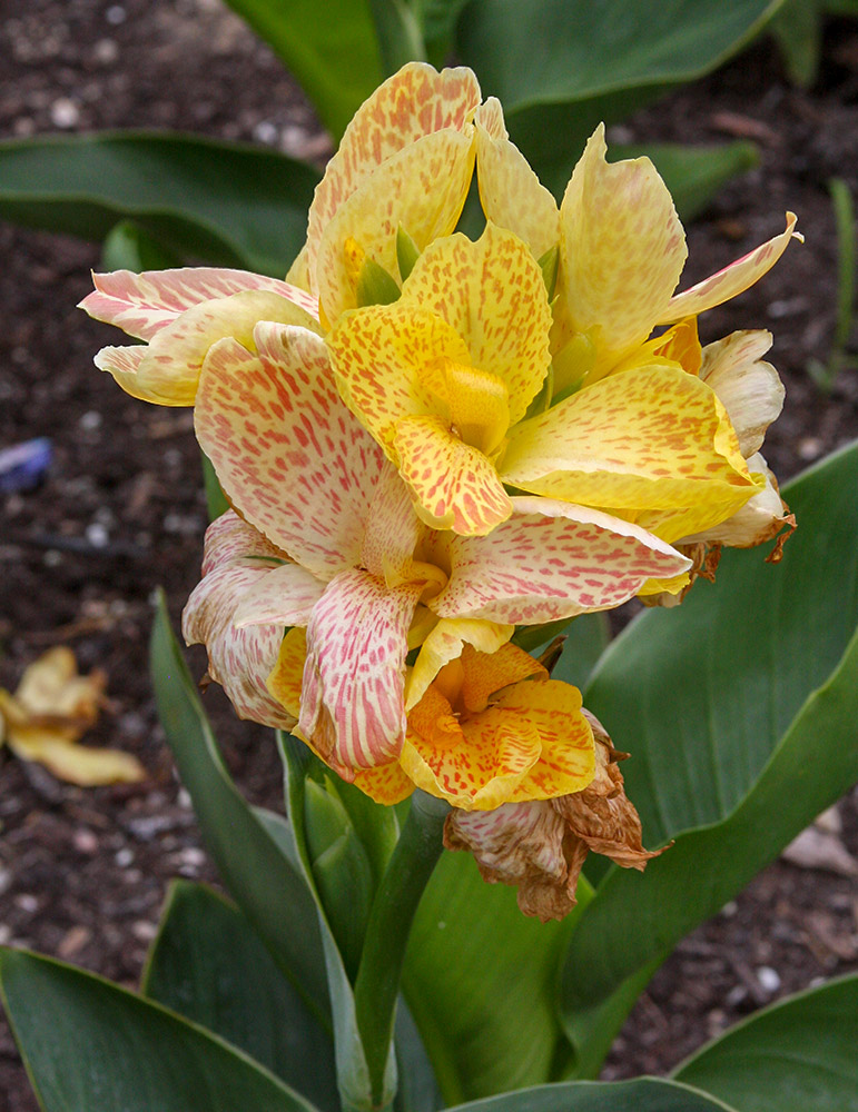 Picasso Dwarf Canna 