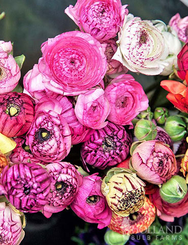 Picotee Mix Tecolote® Ranunculus 