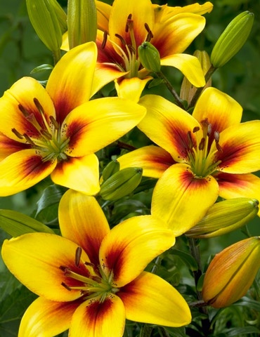 Pieton Asiatic Lily 