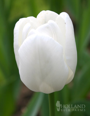 Pim Fortuyn Triumph Tulip 