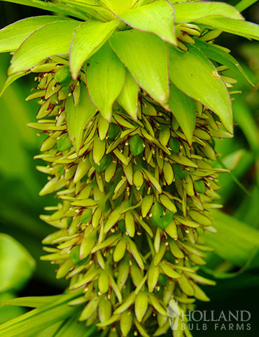 Pineapple Lily 