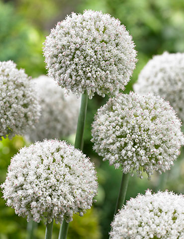 Ping Pong Allium 