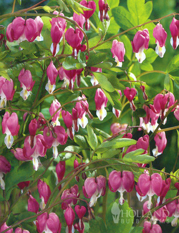 Pink Bleeding Hearts Value Pack 