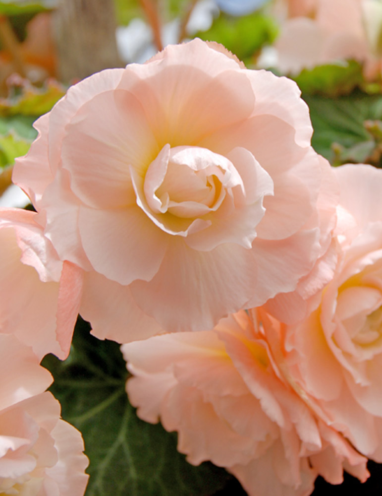 Pink Blush Scentiment Begonia 