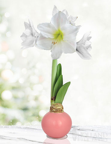 Pink Cloud Waxed Amaryllis 