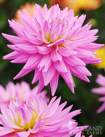 Pink Corona Dahlia Jumbo Pack 