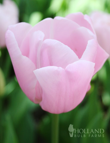 Pink Diamond Single Late Tulip