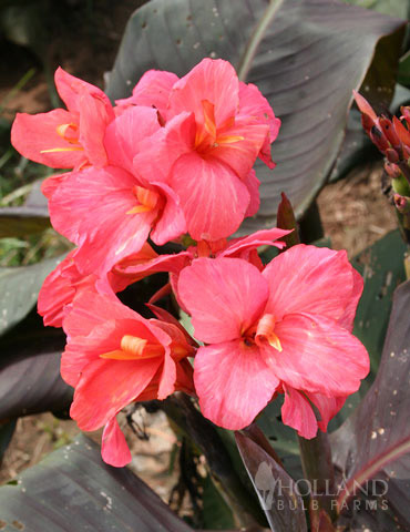 Pink Futurity Dwarf Canna 