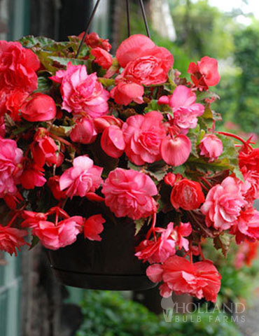 Pink Hanging Basket Begonia 