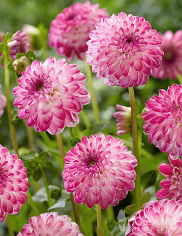 Pink Isa Decorative Dahlia 