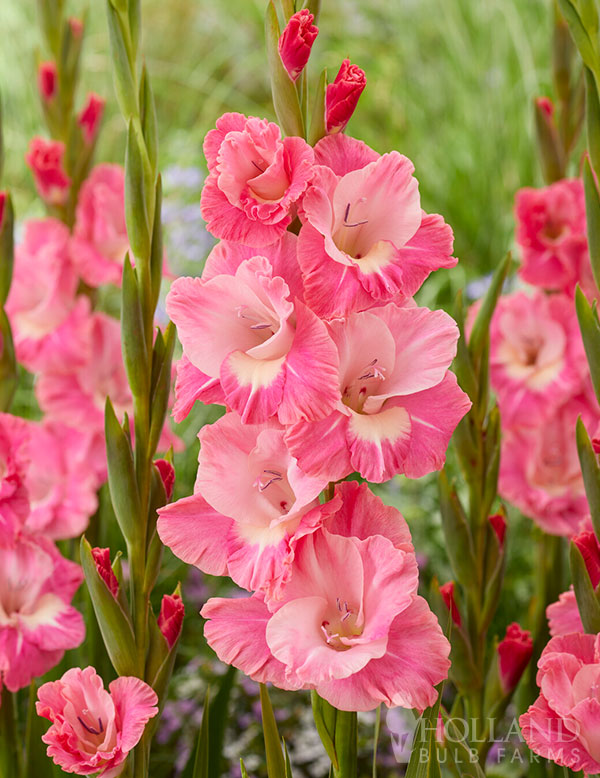 Pink Parrot Gladiolus