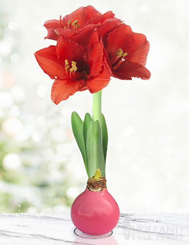 Pink Waxed Amaryllis 