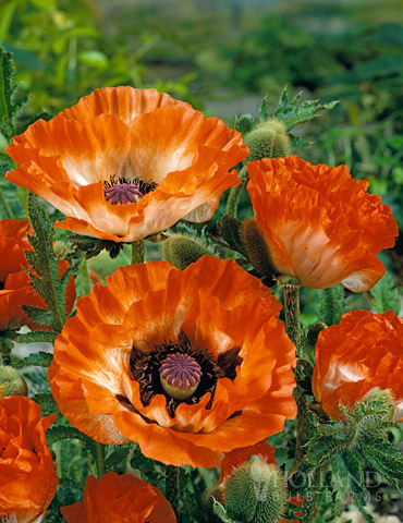 Pinnacle Oriental Poppy 