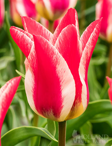 Plaisir Greigii Tulips 