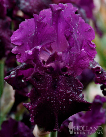 Plum Fun Bearded Iris 