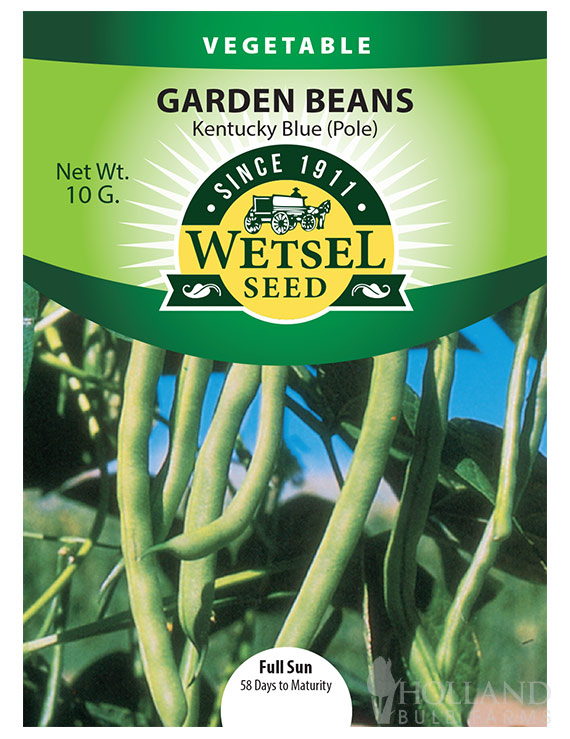 Pole Bean Kentucky Wonder